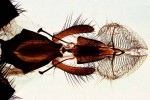 Chrząszcze, muchy i motyle pod mikroskopem - kod 59-5320