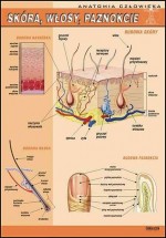 Anatomia człowieka