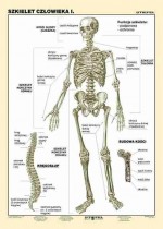 Szkielet człowieka cz. I