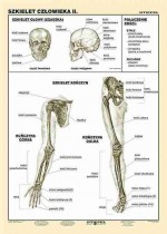 Szkielet człowieka cz. II