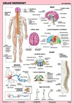 Duo - Układ nerwowy człowieka