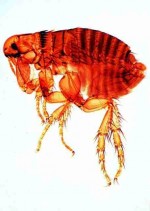 Owady: Diptera, Aphanoptera - zestaw 15 preparatów