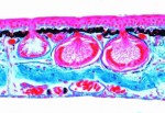 Histologia kręgowców z wyjątkiem ssaków - zestaw 25 preparatów - kod 2300