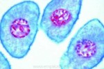 Rozwój mikroskopowy komórek macierzystych lilii - zestaw 12 preparatów - kod 8500