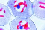 Rozwój mikroskopowy komórek macierzystych lilii - zestaw 12 preparatów - kod 8500
