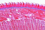 Histologia ssaków - zestaw podstawowy 25 preparatów -kod 2400