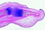 Histologia ssaków - zestaw uzupełniający 50 preparatów - kod 2500