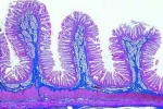 Histologia człowieka - zestaw 40 preparatów - kod 9000