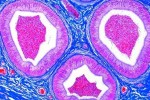 Histologia człowieka - duży zestaw 50 preparatów cz.I - kod 71000