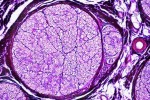 Histologia człowieka - duży zestaw 50 preparatów cz.II - kod 72000