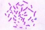 Histologia człowieka - duży zestaw 50 preparatów cz.II - kod 72000