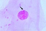 Histologia człowieka - duży zestaw 50 preparatów cz.II - kod 72000