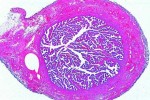 Histologia człowieka - kompletny zestaw 100 preparatów - kod 79500