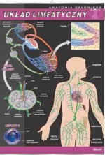 Anatomia człowieka