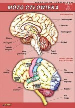 Anatomia człowieka