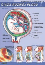 Anatomia człowieka