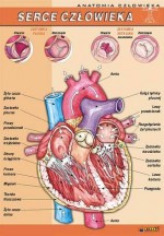 Anatomia człowieka