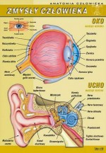 Anatomia człowieka