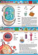 Mikrobiologia