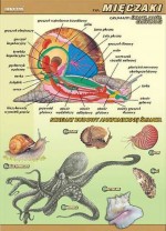 Zoologia