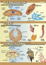 Zoologia